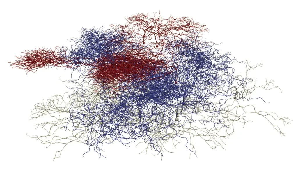 Computational neuroscience