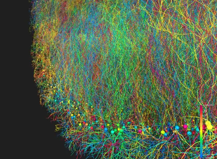 Large-scale simulation of neural development
